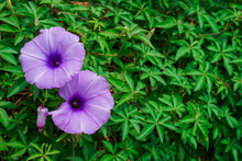 Purple Flowers Blooming Beautiful,vintage Style.