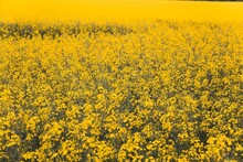 Field Of Yellow Flowers Rapeseed Sunny Day Summer Brassica Napus Rapsis