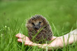 The hedgehog sits on his hand in the green grass. Hedgehog and man. The animal is wild and domestic. High quality photo