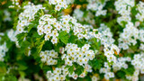 Fototapeta Pomosty - Hawthorn bush in the garden with abundant white flowers