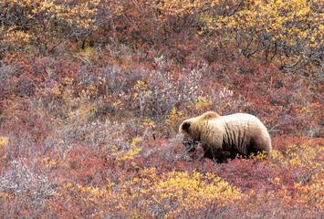 Canvas Print - Grizzly Bear in Denali National Park Alaska in Autumn