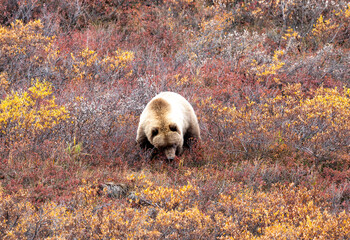 Poster - Grizzly Bear in Denali National Park Alaska in Autumn