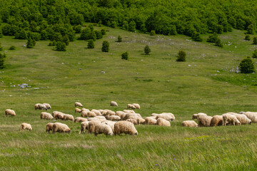 Wall Mural - sheep in the field