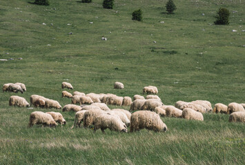 Wall Mural - flock of sheep