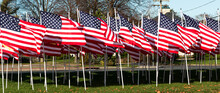 American Flags On A Lawn Blowing In The Wind