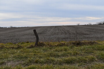 Wall Mural - Field