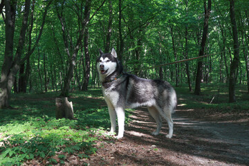  Black and white dog playing with a stick in the woods. Husky walks.