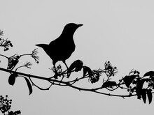 Black Silhouette Of Blackbird On The Branch With Leaves And Berries