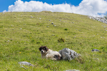 Wall Mural - dog in the mountains