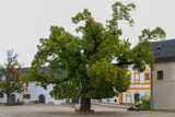 Fototapeta Nowy Jork - An old spreading oak tree grows in the courtyard of an old Austrian castle