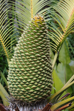 Cycad Plant With Fruiting Body