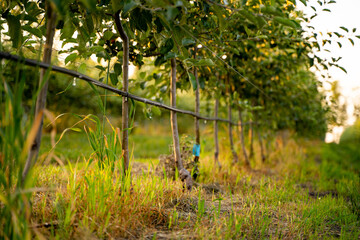 Young Apple orchard with drip irrigation system for trees