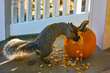 Gray squirrel feasting on pumpkin that was kept on the porch for carving  'Jack o lantern' for Halloween. 
