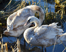 Juvenile Mute Swans (Cygnus Olor) Siblings Preening In Winter. 