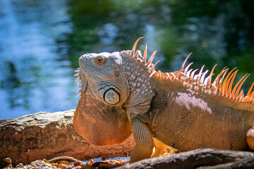 Wall Mural - Image of orange green iguana morph on a natural background.