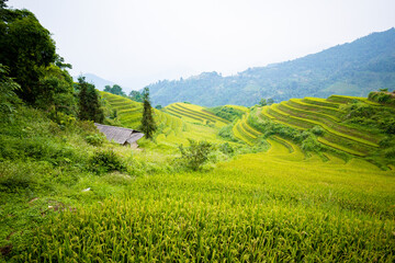 Wall Mural - Beautiful view of Rice terrace at Hoang Su Phi. Viewpoint in Hoang Su Phi district, Ha Giang province, Vietnam