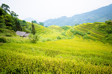 Wall Mural - Beautiful view of Rice terrace at Hoang Su Phi. Viewpoint in Hoang Su Phi district, Ha Giang province, Vietnam