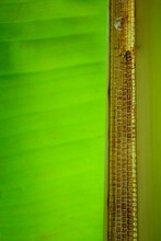 Close Up Of A Tropical Canna Plant Leaf