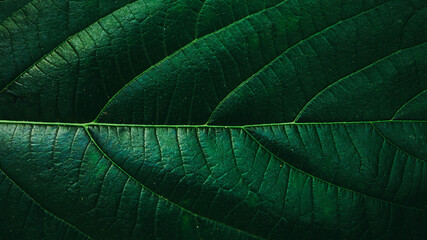 Canvas Print - Closeup to Big green leaf at the forest.