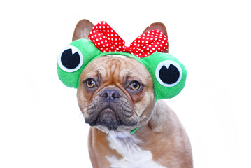 Wall Mural - Portrait of French Bulldog dog wearing funny frog costume headband with ribbon and big eyes on white background