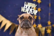 Cute French Bulldog Dog Wearing New Year's Eve Party Celebration Headband With Text 'Happy New Year' In Front Of Blue Background With Golden Garlands