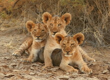  Three Lion Cubs