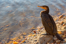 Great Cormorant Or Phalacrocorax Carbo In Wild Nature