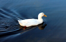 Large White Duck In The Water And On The Move