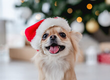 Chihuahua Dog In Santa Hat Beside Christmas Tree