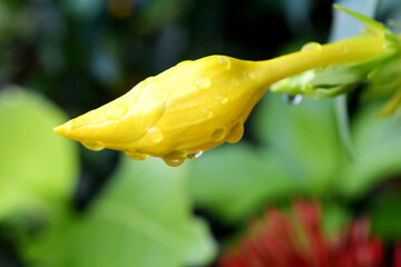Wall Mural - golden trumpet flower (allamanda cathartica) with raindrops