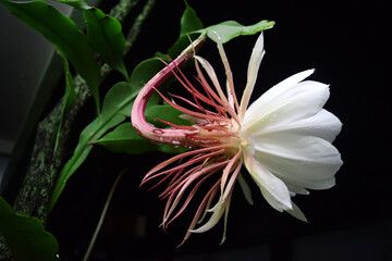Wall Mural - white epiphyllum anguliger flower in blur background. flowers that bloom at midnight