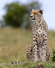 Portrait Of A Cheetah