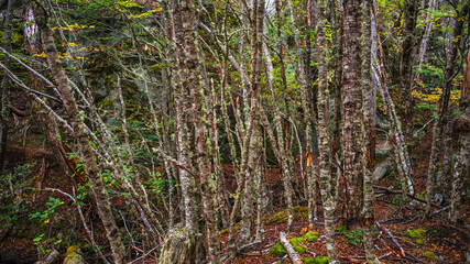 Hiking trail at magical austral Magellanic subpolar forests in Tierra del Fuego National Park, near Ushuaia and Beagle Channel, Patagonia, Argentina