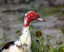 A Red Faced Female Muscovy Duck Head Shot. Cairina Moschata.