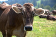 Portrait of a high yielding cow