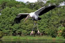 Flying Wood Stork Coming In For A Landing With Pink Feet Hanging Against Green Foliage Background. Mycteria Americana.