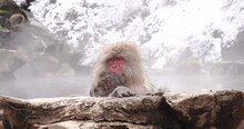 Snow Monkeys Soak In Hot Springs Of Japan (温泉に入るニホンザル)