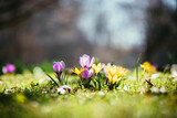 Springtime. Spring flowers in sunlight, outdoor nature. Wild crocus, postcard.