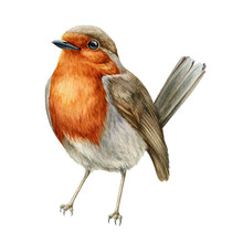 Robin Bird Watercolor Illustration. Hand Drawn Close Up Small Garden Avian. Beautiful Song Bird Single Image. Tiny Robin Realistic Illustration Element On White Background