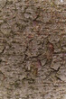 Baumrinde Korn Holz natürlichen Jahrgang getragen Textur Hintergrundmaterial Oberfläche