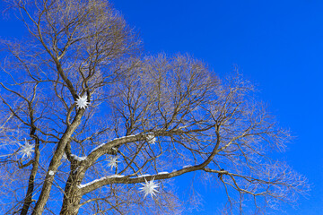 Wall Mural - A tree without leaves against a bright blue sky. Bare branches look beautiful in winter.