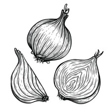 Vector Sketch Illustration Of Cut Onion Drawing Isolated On White. Engraved Style. Ink. Natural Business. Vintage, Retro Object For Menu, Label, Recipe, Product Packaging