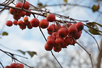 Sticker - Red fruits of Malus Hupehensis on a tree.