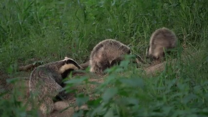 Wall Mural - european badgers are playing near the burrow. small badger during springtime. fun with badgers. euro