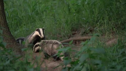 Wall Mural - european badgers are playing near the burrow. small badger during springtime. fun with badgers. euro