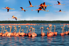 Pink Beautiful Flamingos In A Beautiful Blue Lagoon. Mexico. Celestun National Park.