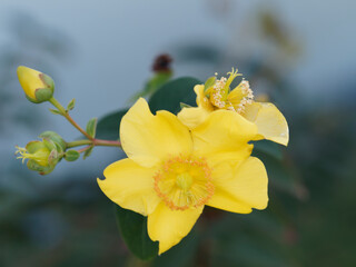 Canvas Print - Großblütiges Johanniskraut, Niedriges Johanniskraut mit sonnengelben Blüten (Hypericum calycinum)