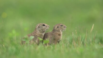 Wall Mural - ground squirrels are alerted near the burrow. small rodent on the meadow. squirrel check surround. e