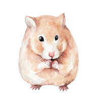 Animal Sketch Cute Little Red Round Hamster Funny Animal Watercolor Drawing Of A Pet 2