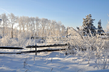 Wall Mural - Snow-covered pine forest in winter